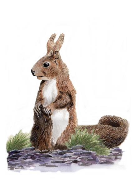 Poster DIN-A3 watercolor art print squirrel